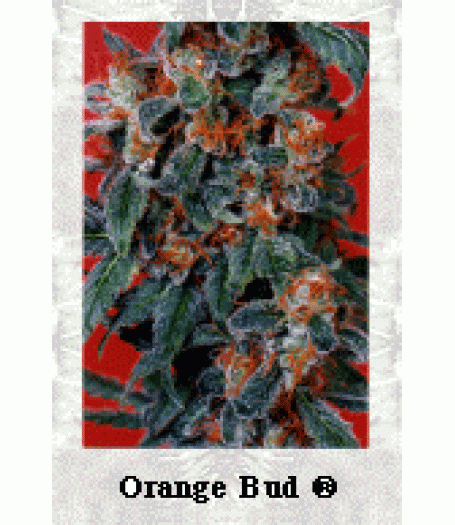 Orange Bud Feminised Seeds