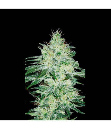 Orient Automatic Feminised Seeds