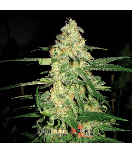 Original Clon Feminised Seeds
