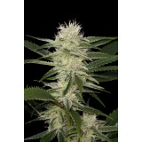 Original Amnesia Feminised Seeds