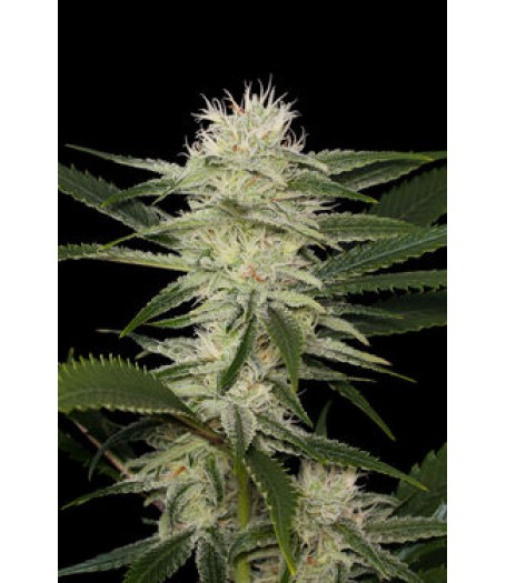 Original Amnesia Feminised Seeds