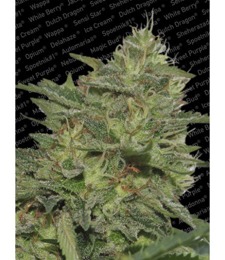 Original Cheese (IBL) Feminised Seeds