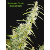 Original Haze Regular Seeds