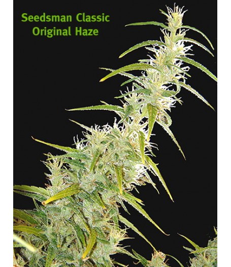 Original Haze Regular Seeds