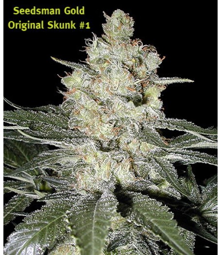 Original Skunk #1 Regular Seeds