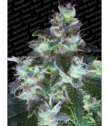 Original White Widow (IBL) Feminised Seeds