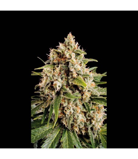 Orka Feminised Seeds
