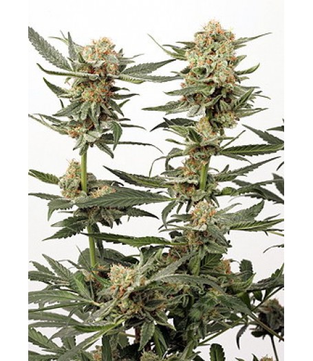 Ortega Indica Feminised Seeds