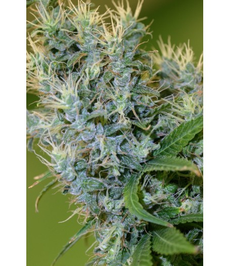 Otto #1 Regular Seeds