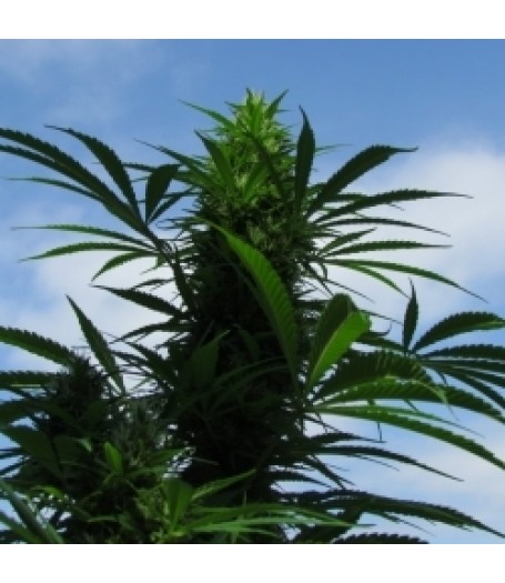 Outdoor C99 Feminised Seeds