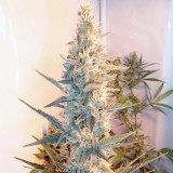 Outdoor Grapefruit Feminised Seeds