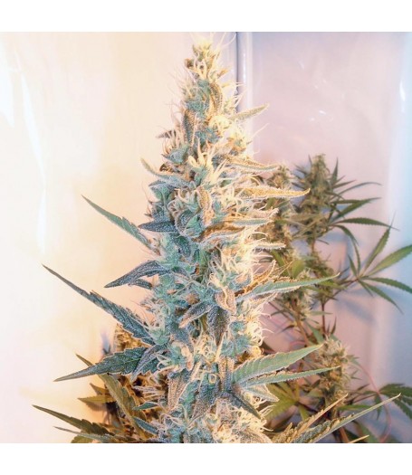 Outdoor Grapefruit Feminised Seeds