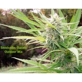 Outdoor Mix Regular Seeds