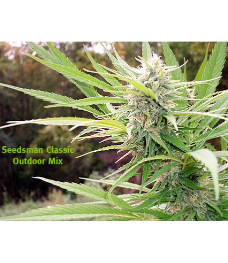 Outdoor Mix Regular Seeds