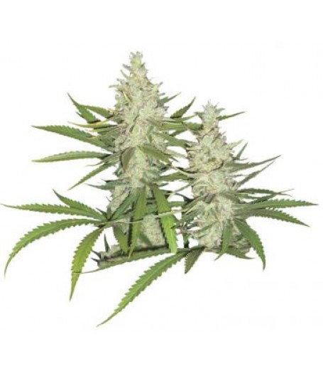 Outlaw Feminised Seeds