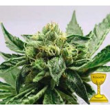 MK Ultra Feminised Seeds
