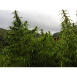 Pahari Farmhouse Regular Seeds