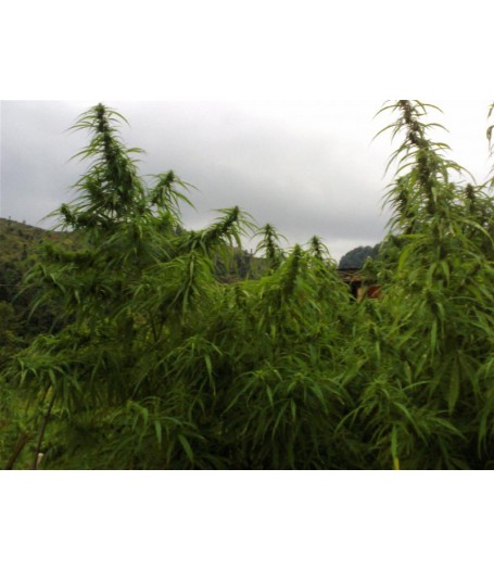 Pahari Farmhouse Regular Seeds