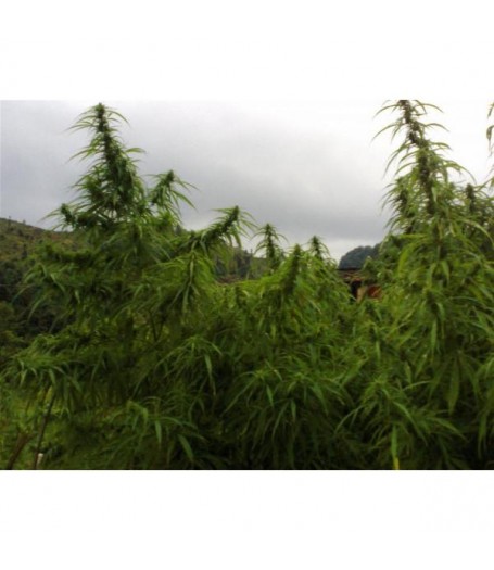 Pahari Farmhouse Regular Seeds - 5