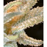 Pakistan Valley Feminised Seeds