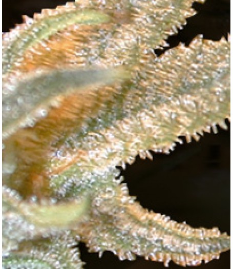 Pakistan Valley Feminised Seeds