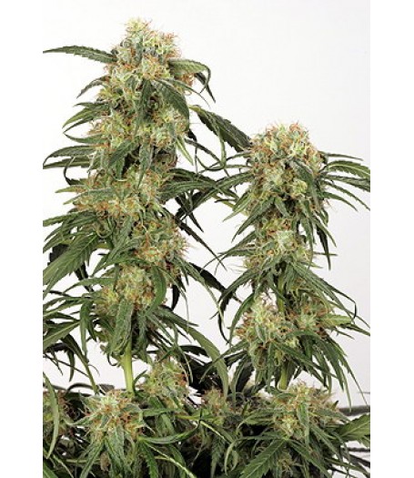 Pamir Gold Feminised Seeds