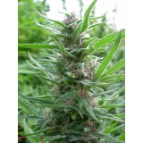 Panama Feminised Seeds