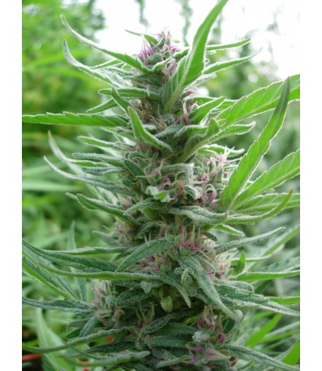 Panama Feminised Seeds