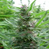 Panama Regular Seeds