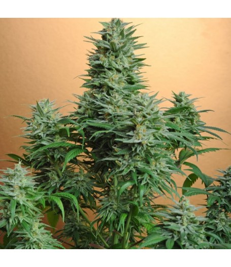 Papaya Feminised Seeds - 5