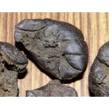 Parvati Regular Seeds