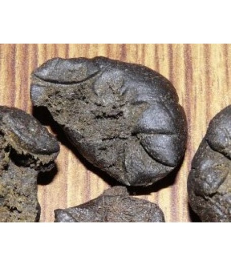 Parvati Regular Seeds