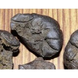 Parvati Regular Seeds - 5