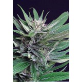 Perplex Feminised Seeds