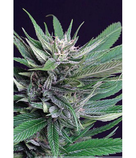 Perplex Feminised Seeds