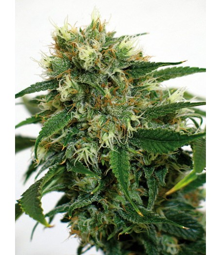 Phatt Fruity Feminised Seeds