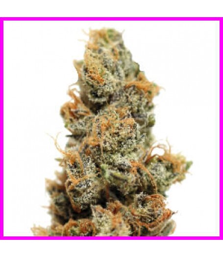 Pineapple Chunk Feminised Seeds - 5