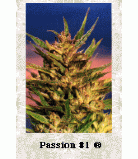 Passion #1 Feminised Seeds