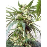 Polarlight Feminised Seeds - 5