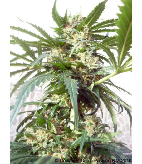 Polarlight Feminised Seeds - 10
