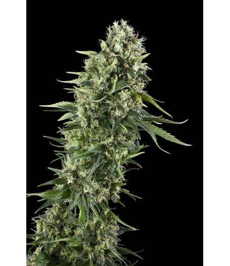 Power Flower Feminised Seeds