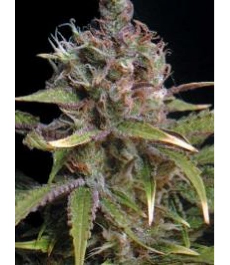 Power Africa Feminised Seeds