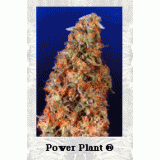 Power Plant Feminised Seeds