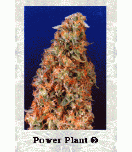 Power Plant Feminised Seeds