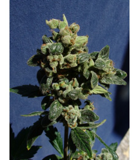 Power Skunk Automatic Feminised Seeds