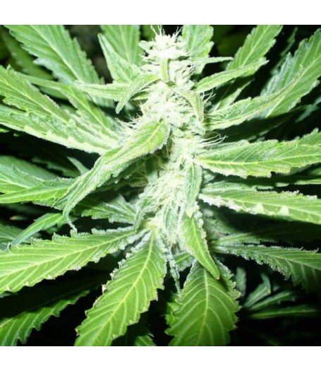 P.P.P. (Pure Power Plant) Feminised Seeds - 5