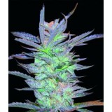 Privilege Feminised Seeds