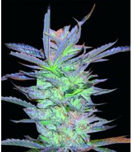 Privilege Feminised Seeds