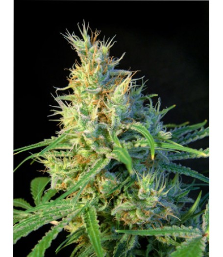 Psicodelicia Feminised Seeds