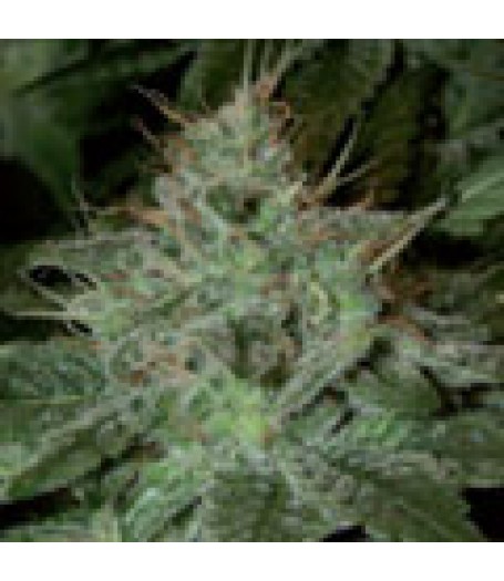 Pure Afghan Regular Seeds